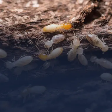 Le diagnostic termites represente un enjeu capital